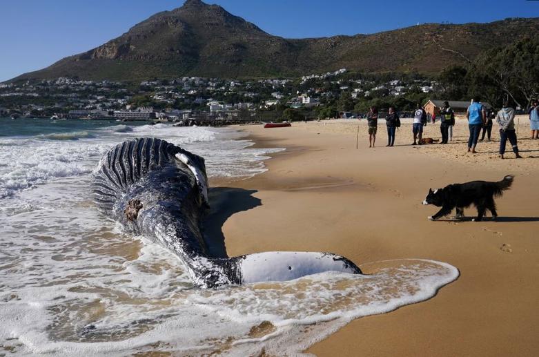 یک نهنگ گوژپشت تلف شده در ساحل شهر کیپ تاون