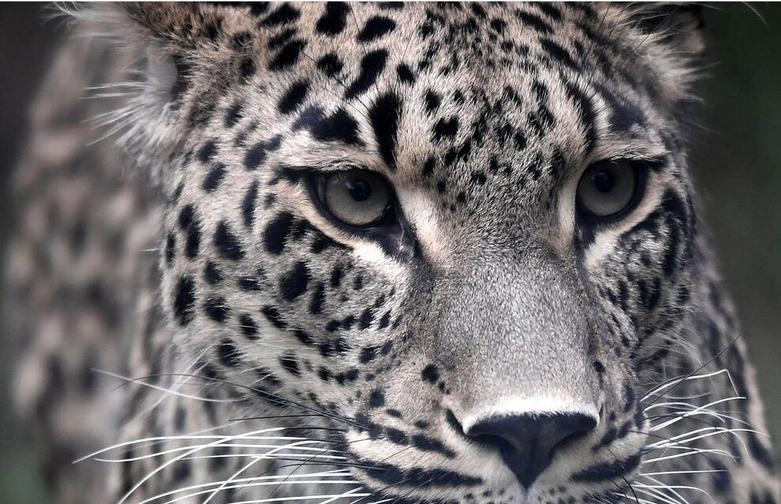 قدم زدن پلنگ ایرانی در سافاری