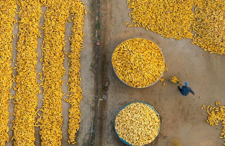 کشاورزان در حال برداشت محصول ذرت