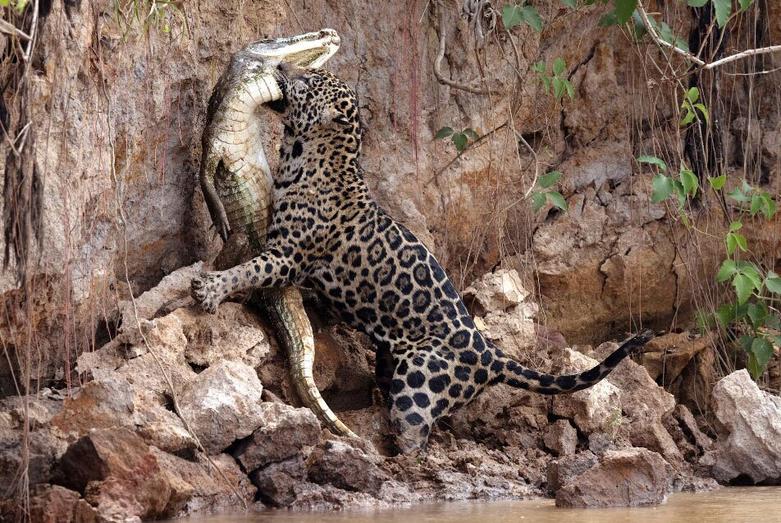 شکار شدن یک شکارچی