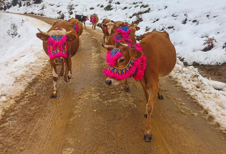 کوچ احشام به مناطق قشلاقی