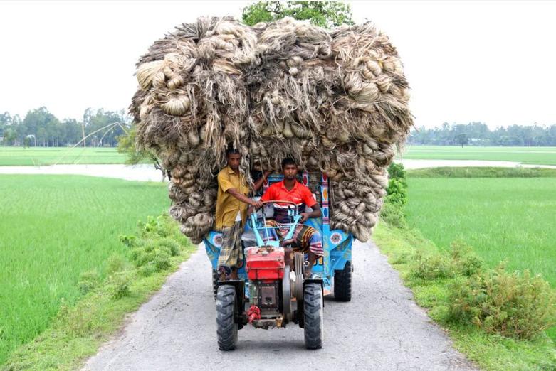 حمل نخ جوت به کارخانه در جمالپور