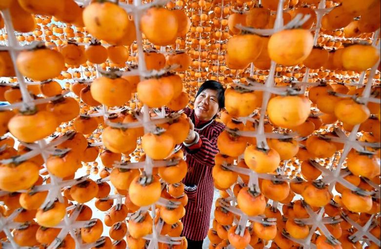 خشک کردن خرمالو در چین