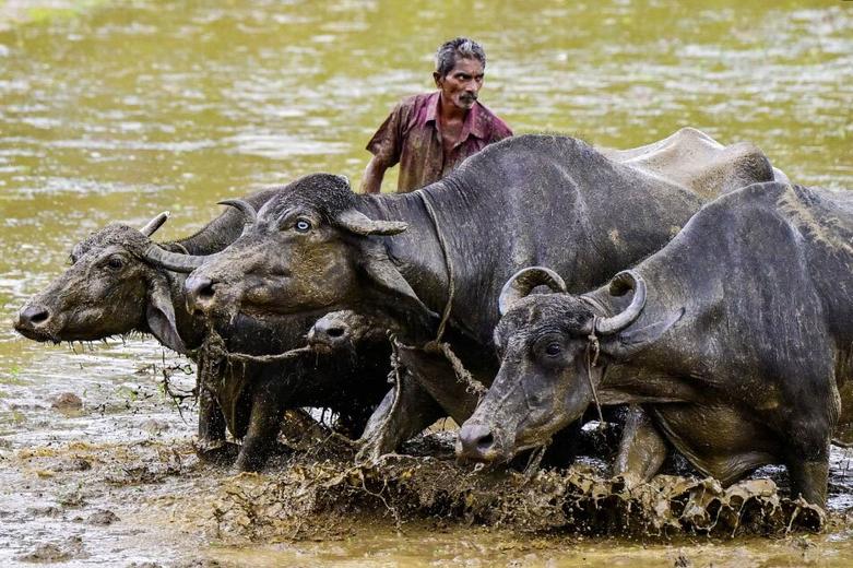  گاومیش ها را برای شخم زدن 