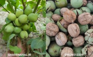 احداث باغ گردو تجارتی سودآور + بهترین نهال های گردو