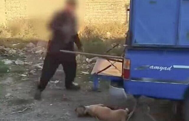 دستگیری حیوان آزار