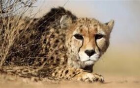 مهشاد خانواده‌اش در توران