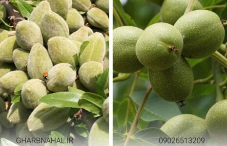نهال گردو و نهال بادام