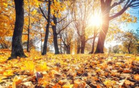 پاییز گرم و خشک