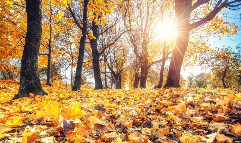 پاییز گرم و خشک