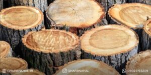 راز میلیاردرهای صنعت چوب: درآمد از درختان صنوبر