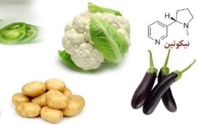 ۸ ماده غذایی حاوی نیکوتین
