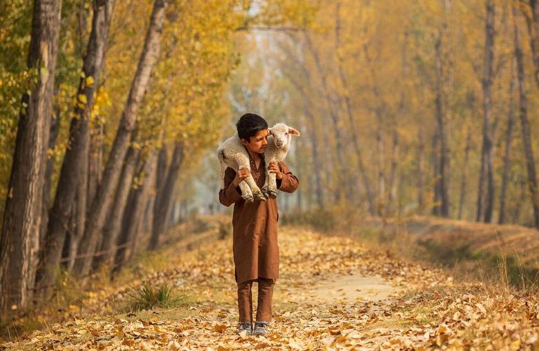 چوپان کودک در کشمیر