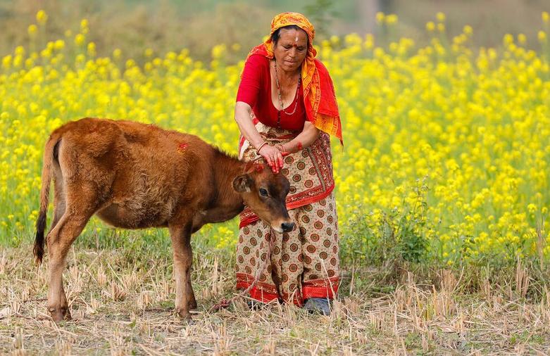 پرستش گاو در جشنواره "تیهار" در نپال