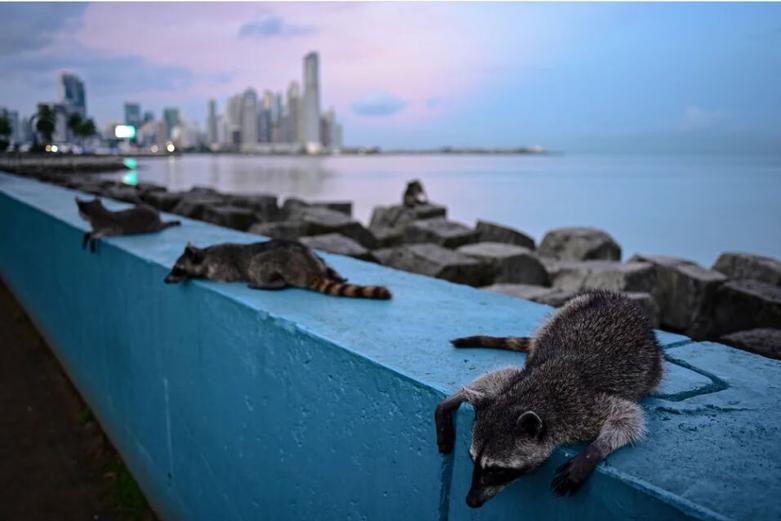 راکون های شهری در پاناما سیتی