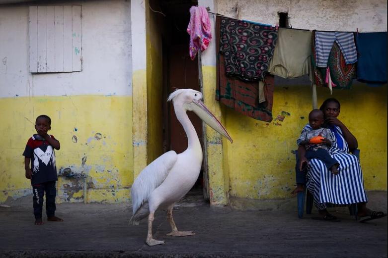 پلیکانی به نام "نداگابار" که متعلق به یک ماهیگیر 