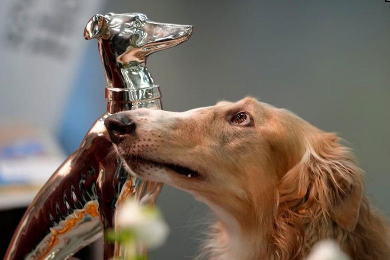 دیدنی های امروز؛ از تنش سیاسی- فوتبالی در هلند تا استقبال از پادشاه اردن در انگلیس سگ شکاری روسی برنده نمایشگاه سگ