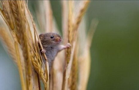 20 عکس برجسته در بخش بهترین های طبیعت