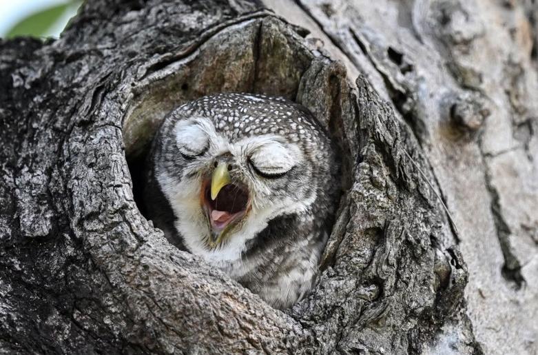 یک جغد خالدار در پارکی عمومی در شهر بانکوک تایلند