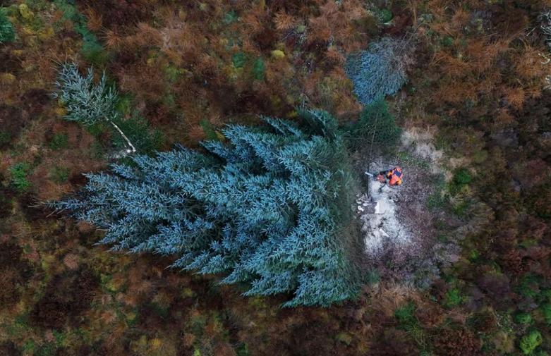 دیدنی های امروز؛ از جنگ غزه و لبنان تا جنگ اوکراین بریدن درخت کریسمس از جنگلی در انگلیس