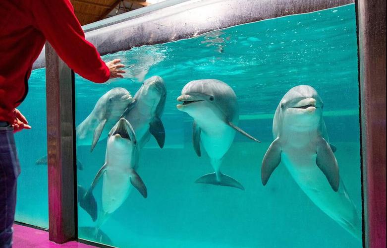 دلفین های یک پارک آبی در بلژیک