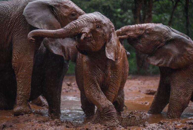 پارک ملی کنیا