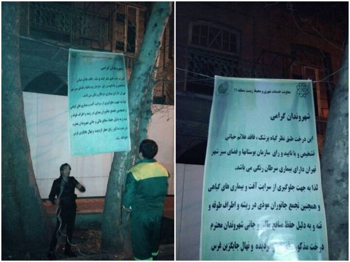 درختان خیابان فلسطین قطع