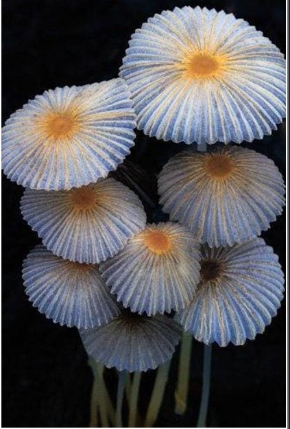 20 عکس برجسته در بخش بهترین های طبیعت خانواده ای از قارچ ها