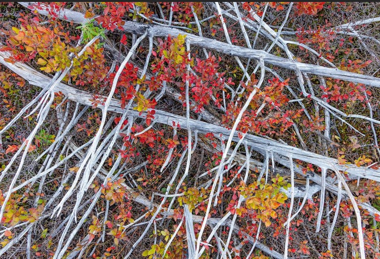 20 عکس برجسته در بخش بهترین های طبیعت آتشسوزی اسپریفیلد