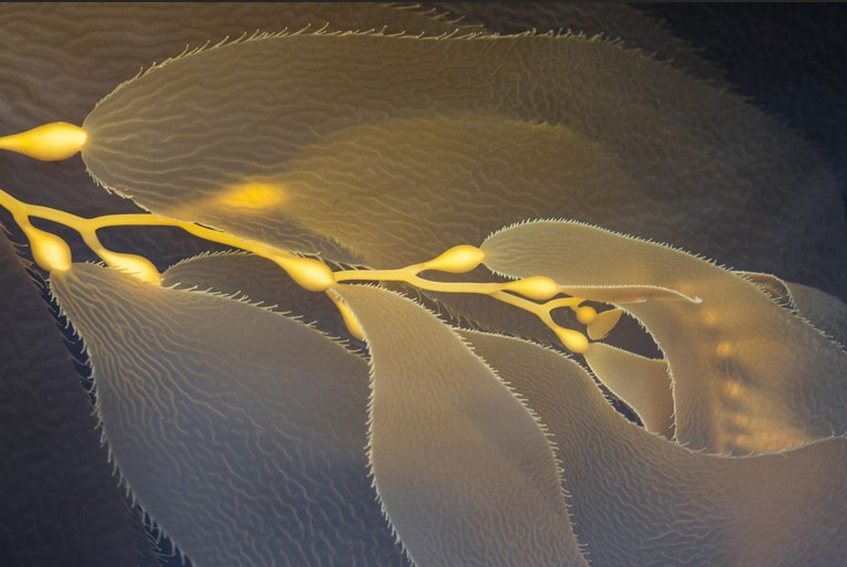 20 عکس برجسته در بخش بهترین های طبیعت دنیای زیر آب