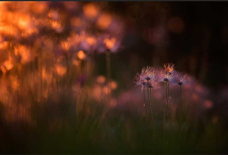 20 عکس برجسته در بخش بهترین های طبیعت گلهای «پولساتیلا»