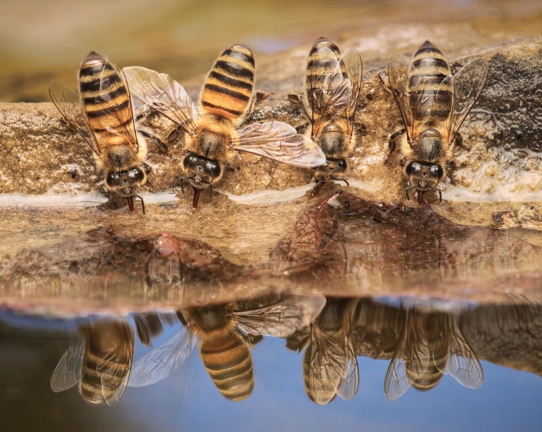 20 عکس برجسته در بخش بهترین های طبیعت زنبور