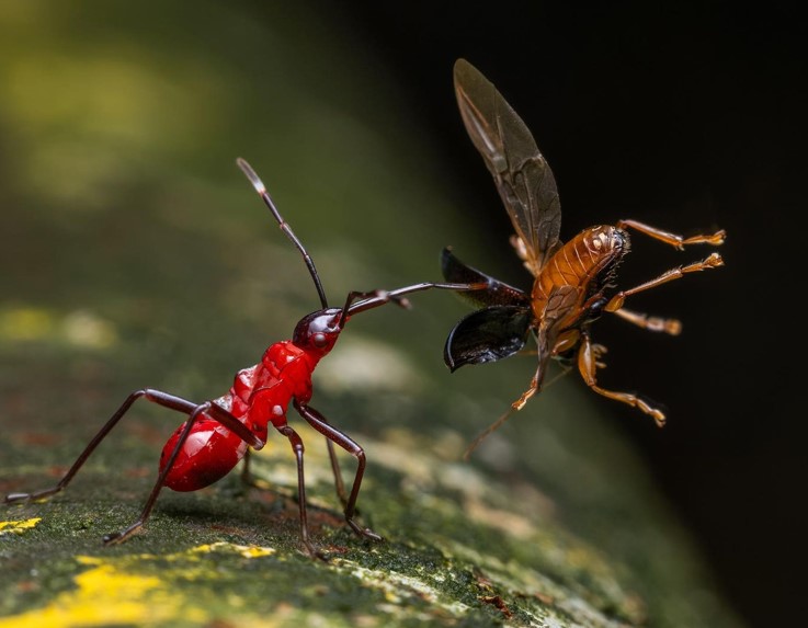 20 عکس برجسته در بخش بهترین های طبیعت نبرد دو حشره