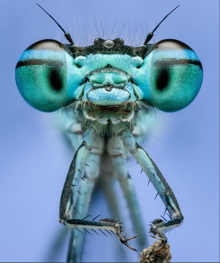 20 عکس برجسته در بخش بهترین های طبیعت دمسیفلای زنده