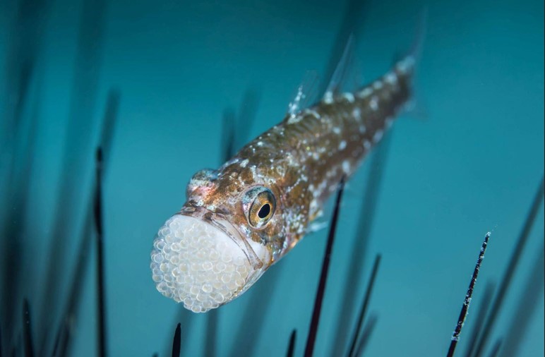 20 عکس برجسته در بخش بهترین های طبیعت ماهی کاردینال