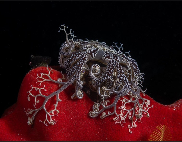 20 عکس برجسته در بخش بهترین های طبیعت ستاره های سبدی