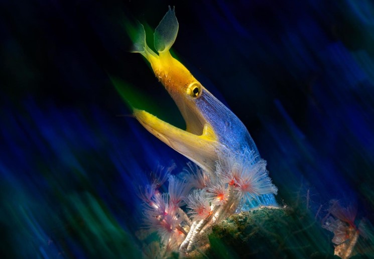 20 عکس برجسته در بخش بهترین های طبیعت مارماهیان