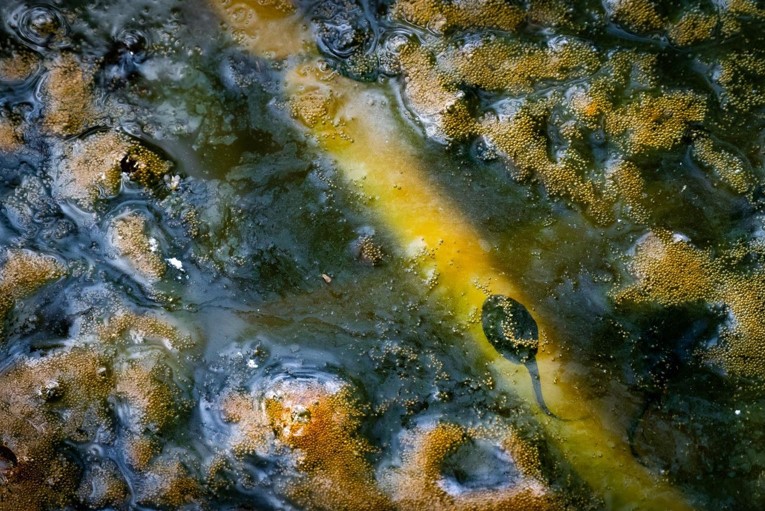 20 عکس برجسته در بخش بهترین های طبیعت قورباغه