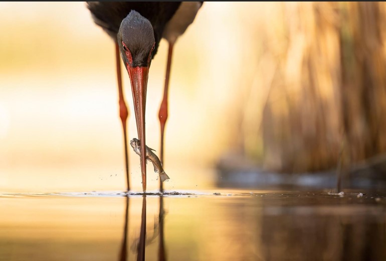 20 عکس برجسته در بخش بهترین های طبیعت لک لک سیاه