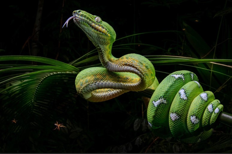 20 عکس برجسته در بخش بهترین های طبیعت مار درختی زمردی