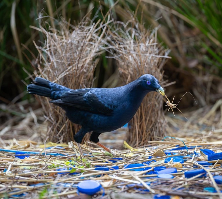 20 عکس برجسته در بخش بهترین های طبیعت طوطیهای ساتین