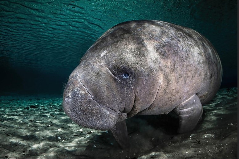 20 عکس برجسته در بخش بهترین های طبیعت ژست بچه گاو دریایی