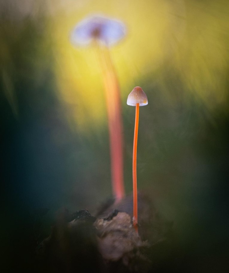 20 عکس برجسته در بخش بهترین های طبیعت دنیای قارچها