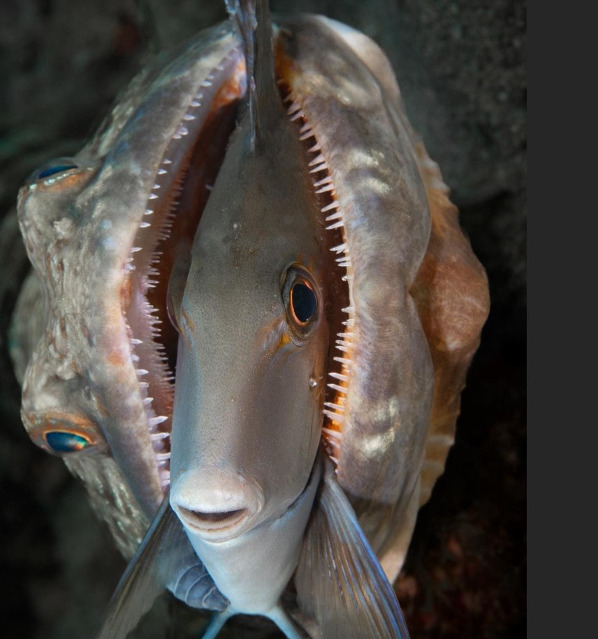 20 عکس برجسته در بخش بهترین های طبیعت ماهی ایگوانایی