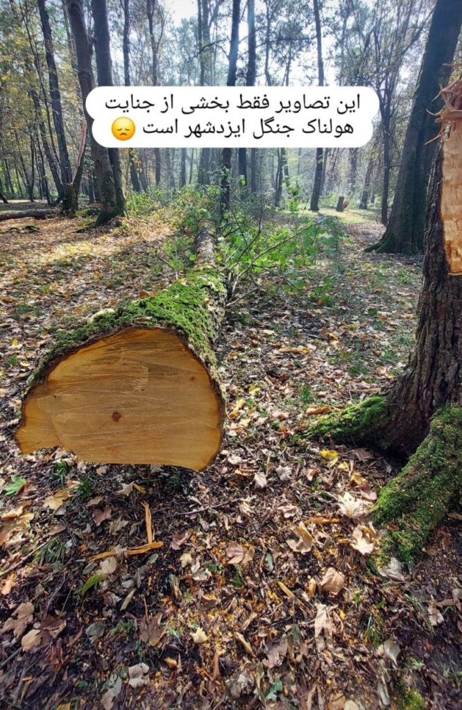 قطع ۲۰ درخت از جنگل ایزدشهر به علت نامعلوم