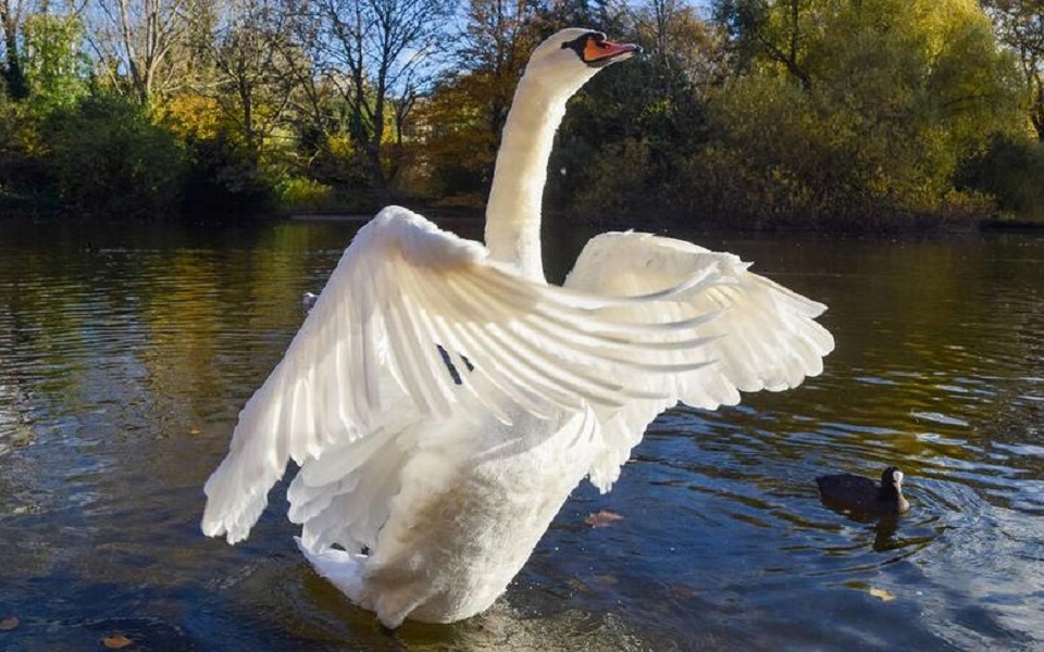 دیدنی های امروز؛ از پرتاب ناموفق موشک استارشیپ تا وضعیت غزه قوهای پارک "سنت جیمز" در لندن