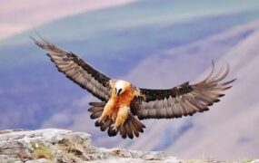 پرواز «هما» بر فراز آسمان