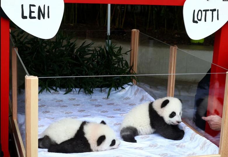 نامگذاری بر روی خواهران دوقلوی پاندا 