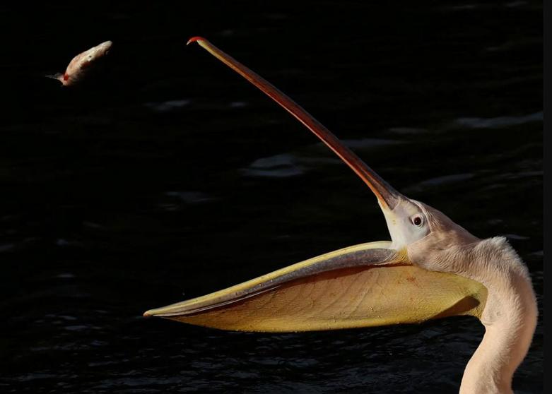 از عکس های برگزیده سال خبرگزاری رویترز