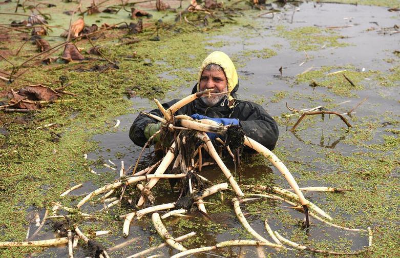 کشاورز کشمیری